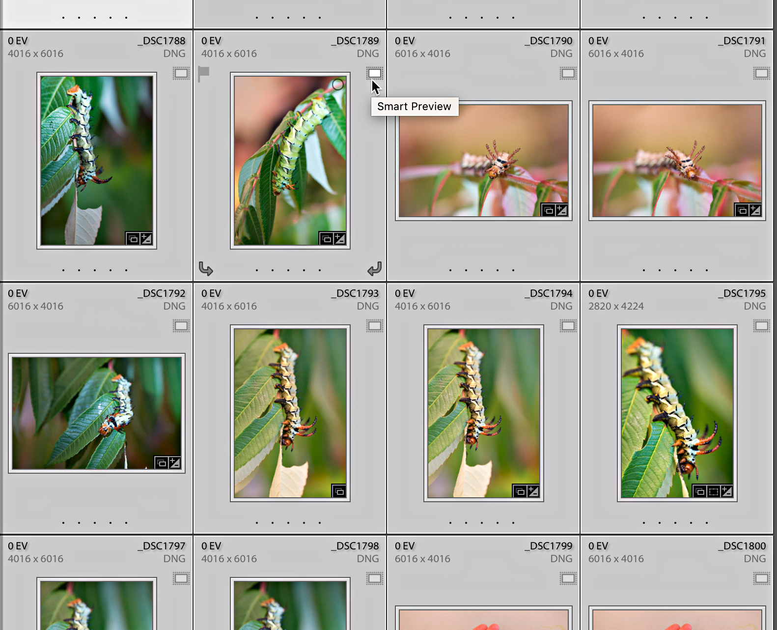 Managing Smart Previews in Lightroom Classic Lightroom Killer Tips