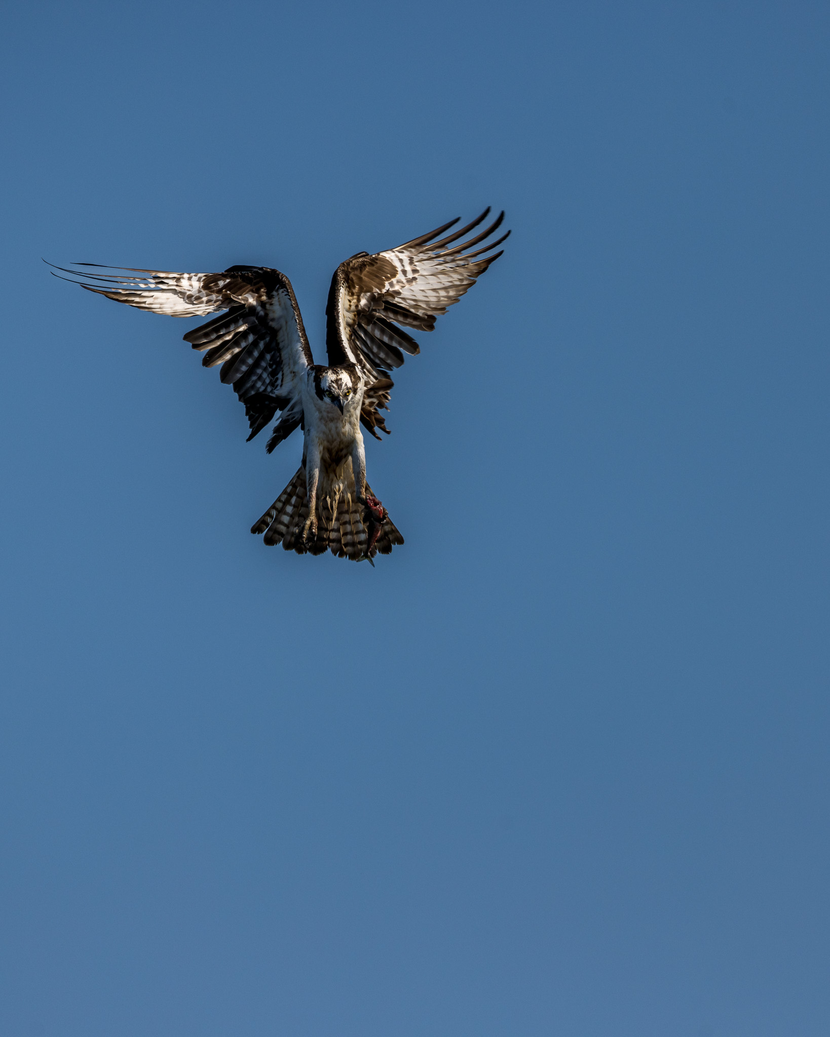 Copy and Paste Settings in Lightroom Mobile - Lightroom Killer Tips